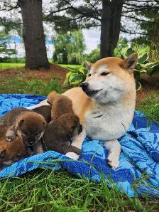 Shiba inu puppies chiots prêts août - Photo 4