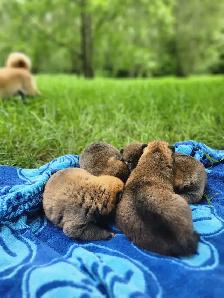 Shiba inu puppies chiots prêts août - Photo 5