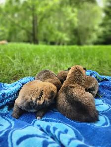 Shiba inu puppies chiots prêts août - Photo 6