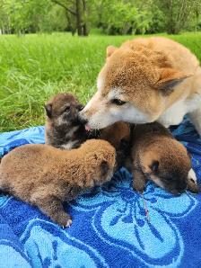 Shiba inu puppies chiots prêts août - Photo 7