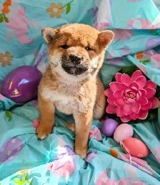Shiba inu puppies chiots prêts août - Photo 8
