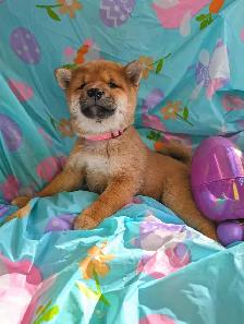 Shiba inu puppies chiots prêts août - Photo 9