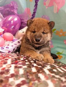 Shiba inu puppies chiots prêts août - Photo 10
