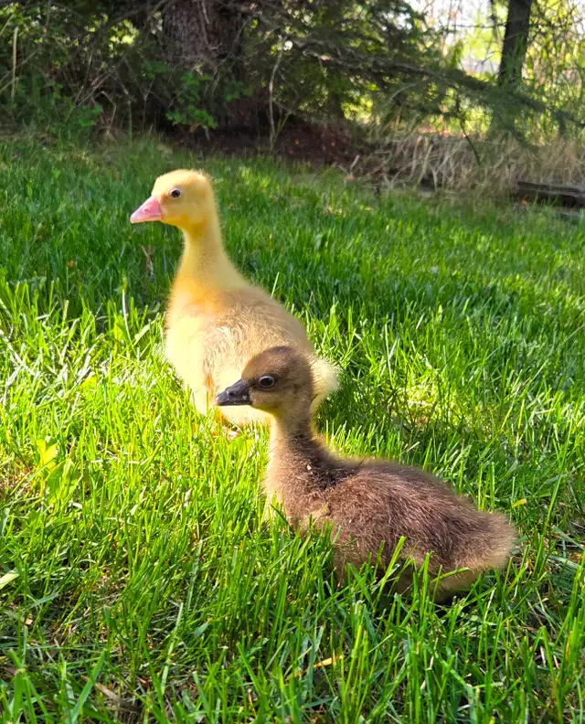 Goslings
