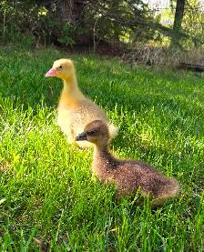 Goslings