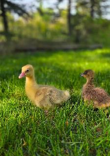 Goslings - Photo 2