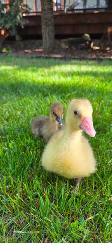 Goslings - Photo 3