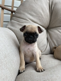 Chiot Pug (carlin)