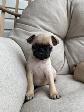 Chiot Pug (carlin)