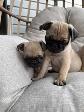 Chiot Pug (carlin) - Photo 2
