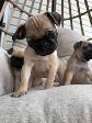 Chiot Pug (carlin) - Photo 3