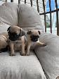 Chiot Pug (carlin) - Photo 4