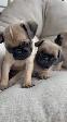 Chiot Pug (carlin) - Photo 5