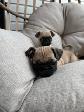Chiot Pug (carlin) - Photo 6
