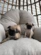Chiot Pug (carlin) - Photo 7