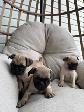 Chiot Pug (carlin) - Photo 8