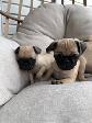 Chiot Pug (carlin) - Photo 9