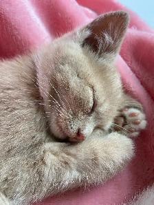 Kitten for rehoming