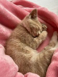 Kitten for rehoming - Photo 2