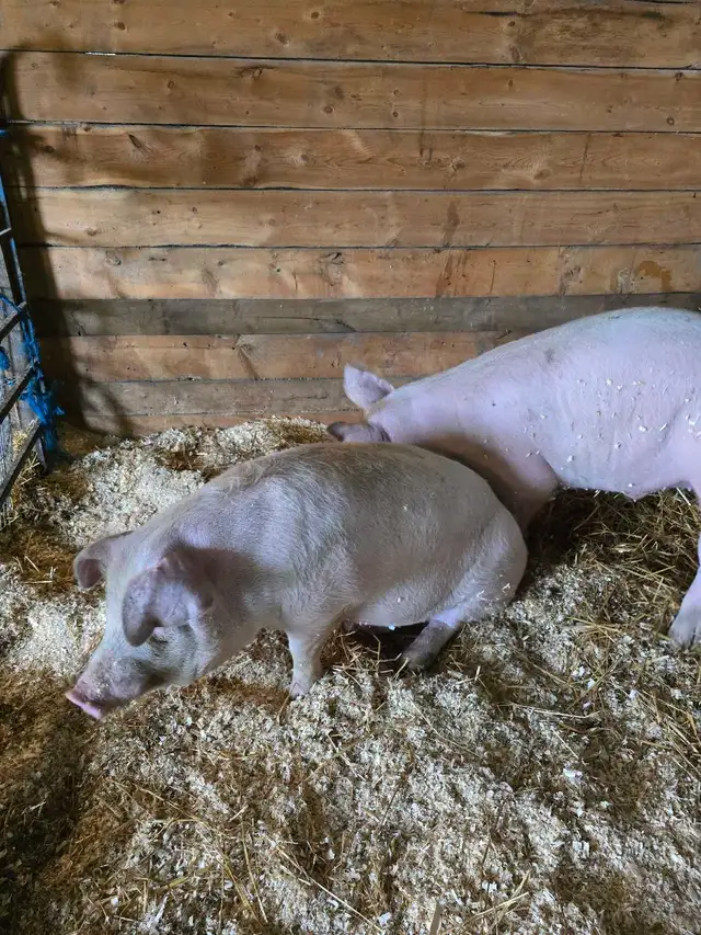 2 Young Boars