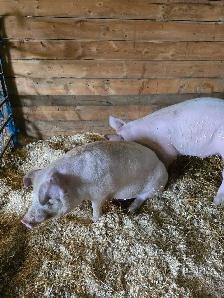 2 Young Boars