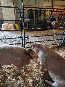 2 Young Boars - Photo 2