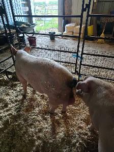 2 Young Boars - Photo 3