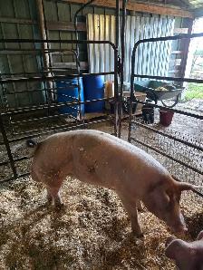 2 Young Boars - Photo 4