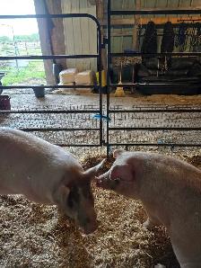 2 Young Boars - Photo 5