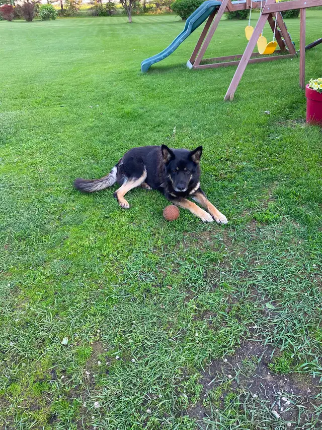 Giving away our 9 year old German shepherd to a good country hom
