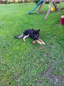 Giving away our 9 year old German shepherd to a good country hom