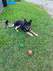 Giving away our 9 year old German shepherd to a good country hom - Photo 2