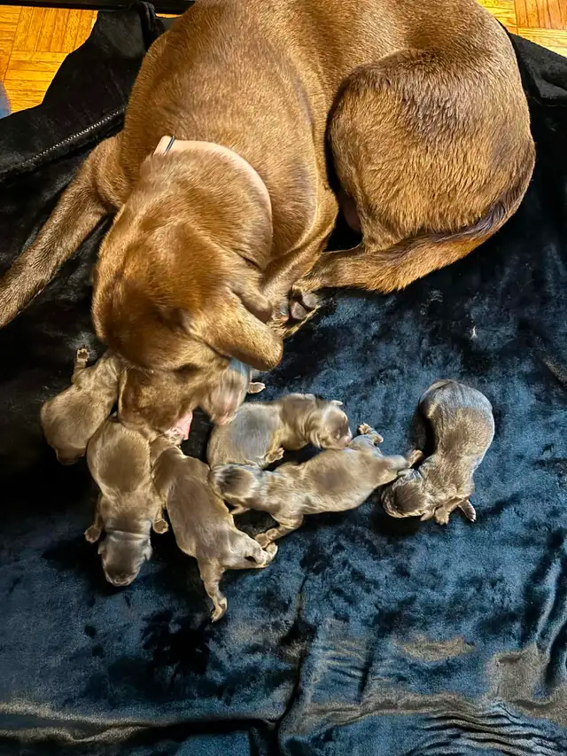 Chiots Labrador chocolat