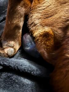 Chiots Labrador chocolat - Photo 2