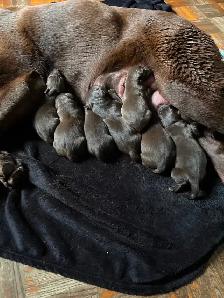 Chiots Labrador chocolat - Photo 3