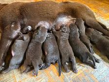 Chiots Labrador chocolat - Photo 4