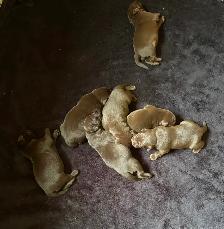 Chiots Labrador chocolat - Photo 5