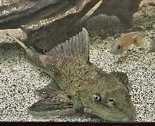 10' rhino pleco - Photo 2
