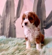 Cockapoo Puppies (F1B)