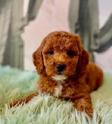 Cockapoo Puppies (F1B) - Photo 2