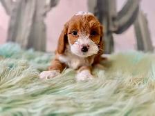 Cockapoo Puppies (F1B) - Photo 3