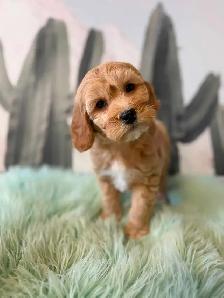 Cockapoo Puppies (F1B) - Photo 4