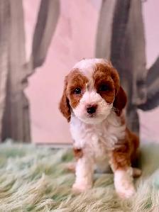 Cockapoo Puppies (F1B) - Photo 5