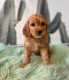 Cockapoo Puppies (F1B) - Photo 6