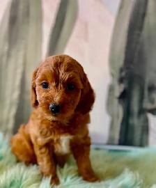 Cockapoo Puppies (F1B) - Photo 7