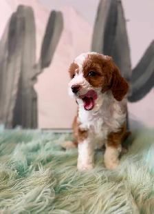 Cockapoo Puppies (F1B) - Photo 8