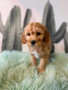 Cockapoo Puppies (F1B) - Photo 9