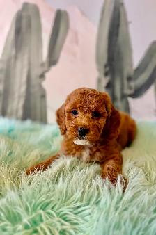 Cockapoo Puppies (F1B) - Photo 10