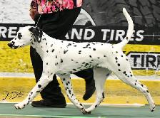 Dalmatian looking for a Soft 'Spot' to land