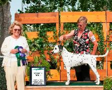 Dalmatian looking for a Soft 'Spot' to land - Photo 2